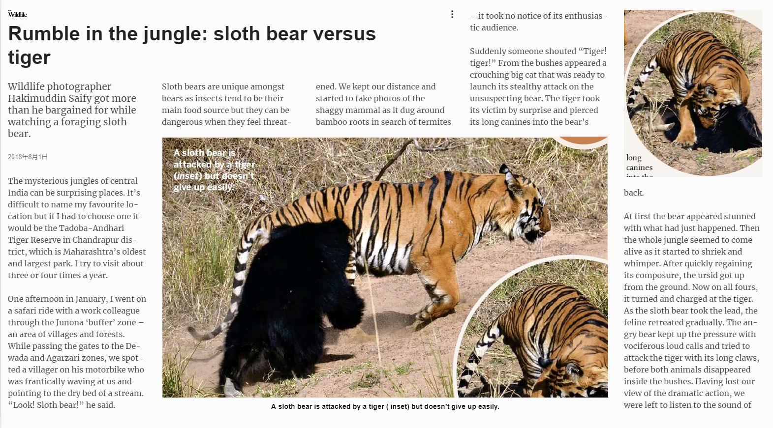 懒熊体型和老虎哪个好,懒熊可以打败老虎吗