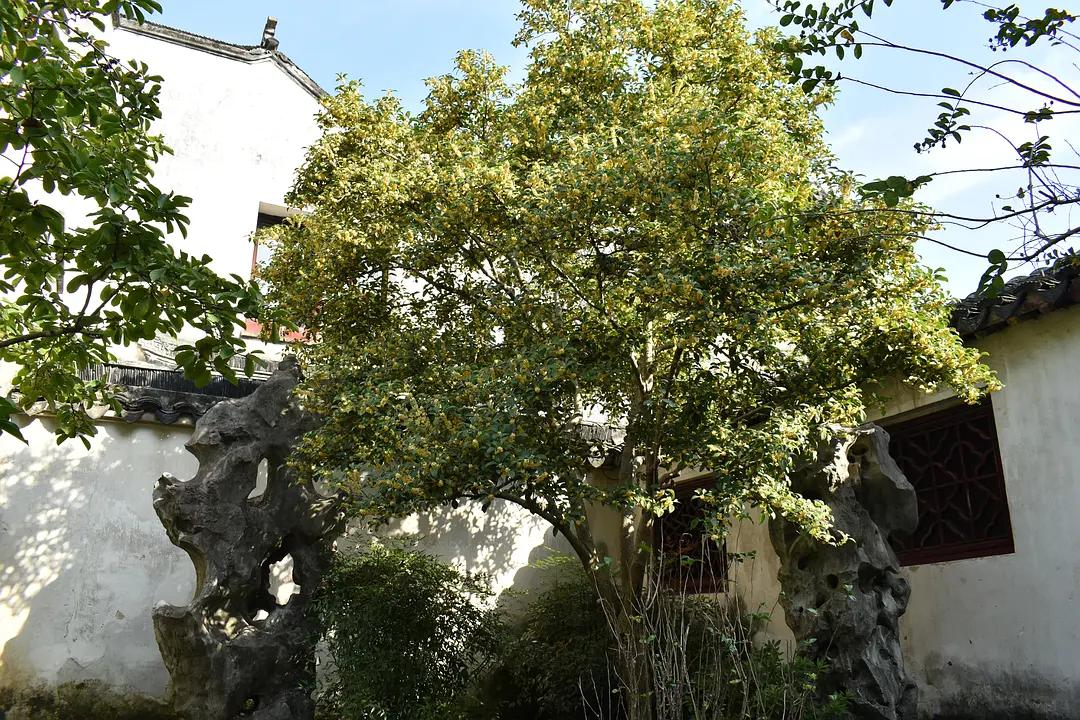 苏州城东北隅的赏桂佳处——耦园