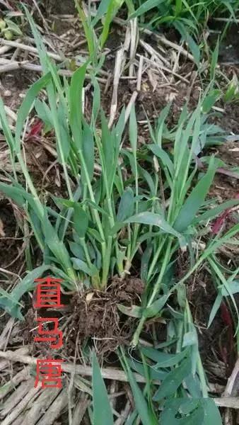 水稻直播除草技术大全,旱直播水稻二次封闭怎样用药