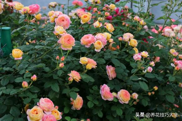 四季开花的月季又香又好养有几种,最漂亮10种盆栽月季