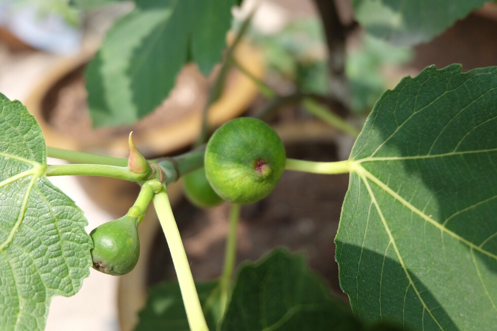 阳台种植无花果的方法,阳台种无花果禁忌