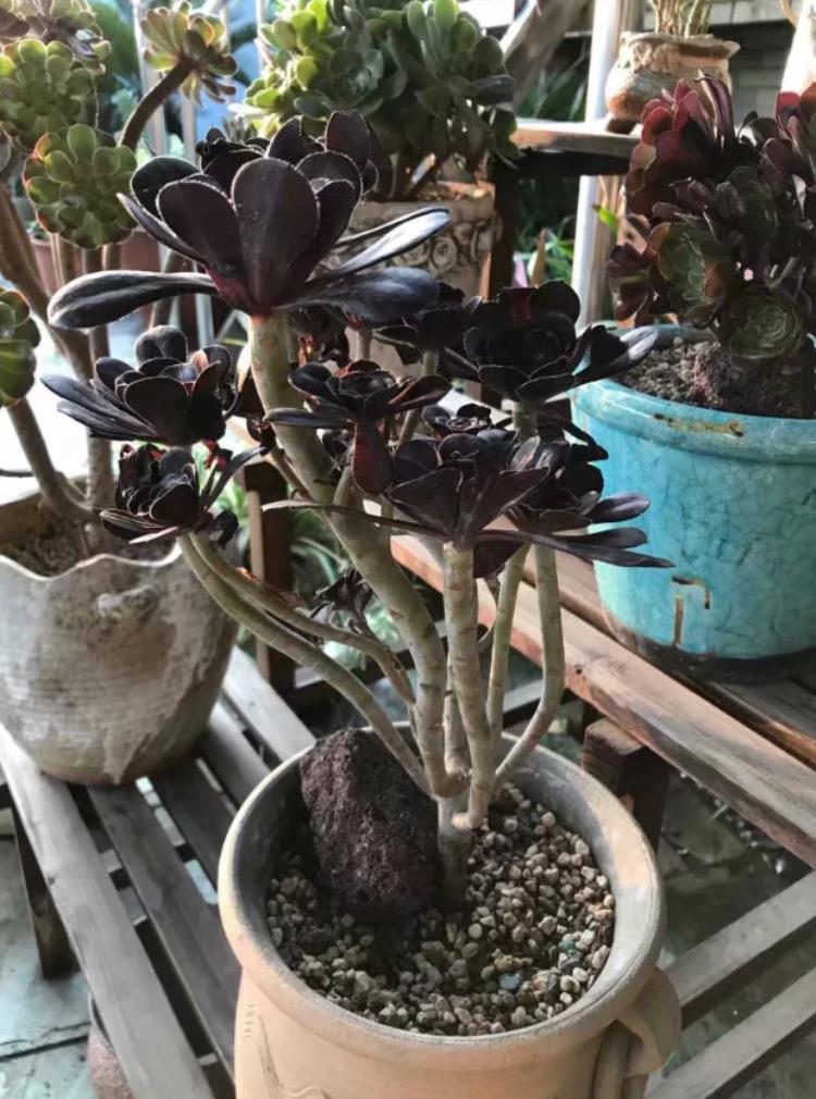 多肉法师杆子腐烂怎么办,多肉腐黑了是什么原因