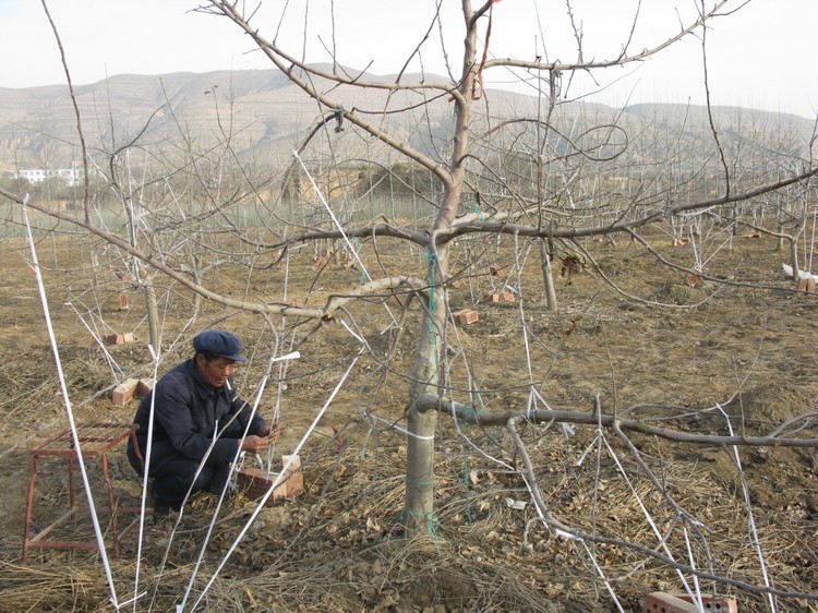 果树怎么修剪正确,果树戴帽修剪和不戴帽修剪