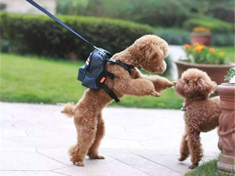 绝育猫咪乱尿的原因和处理方法,绝育之后还是乱尿怎么办