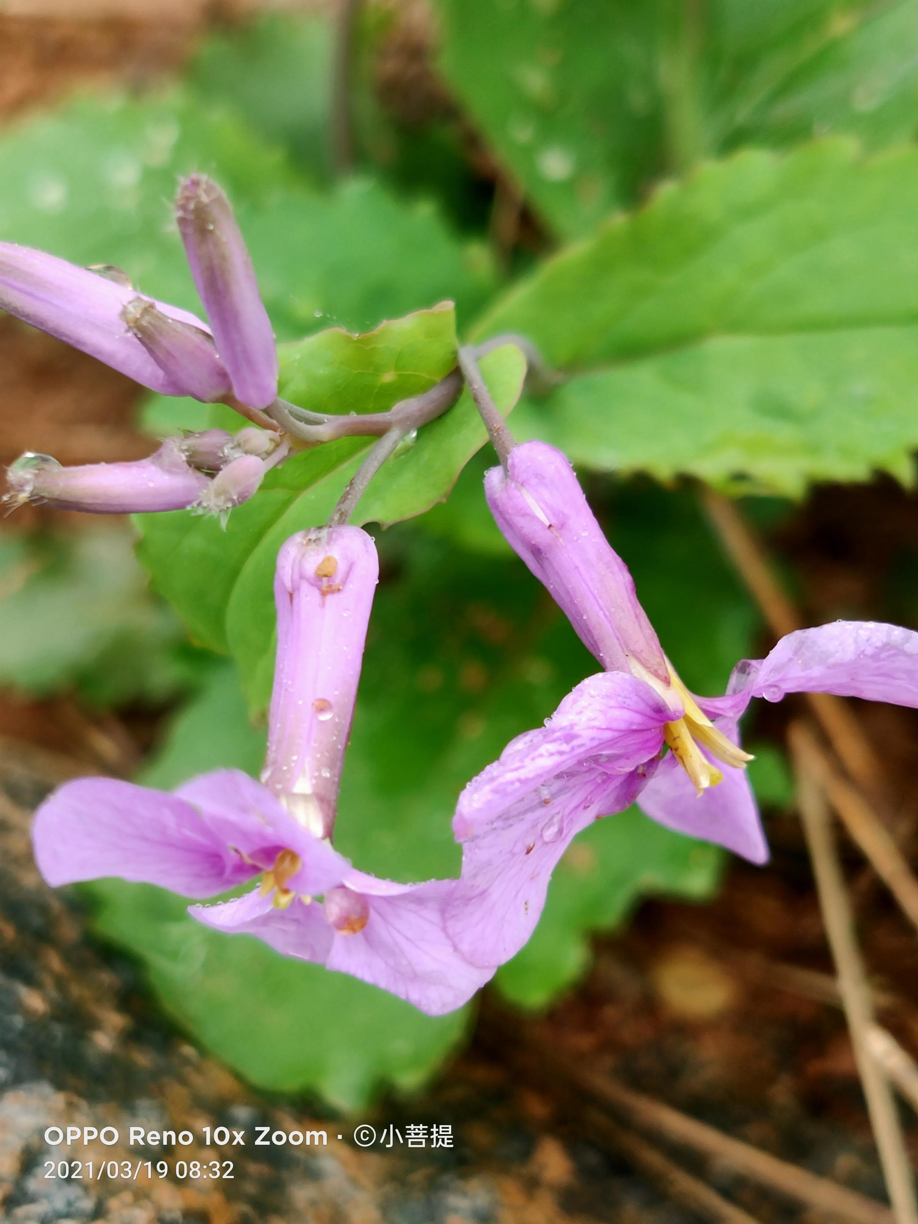这种植物为成就蜀国屡次北伐功不可没