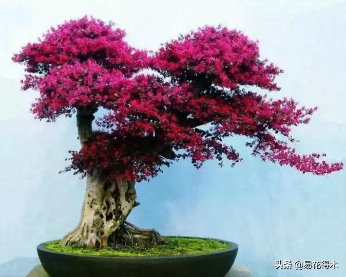 椤剁骇鐧借姳妾垫湪鐩嗘櫙,鐧借姳妾垫湪鐩嗘櫙鏋湪閫㈡槬