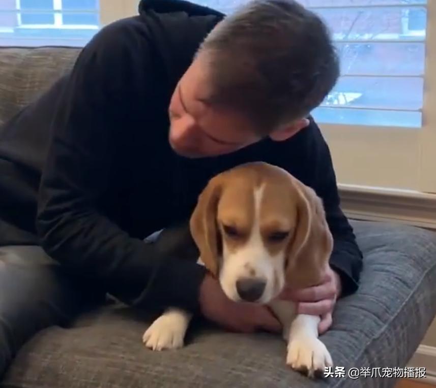 狗狗拥抱你,狗狗拥抱太阳满满的正能量