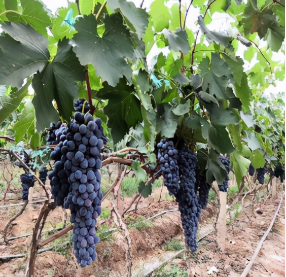 云南禄丰旅游线路攻略图,云南冬季自驾游最佳线路图