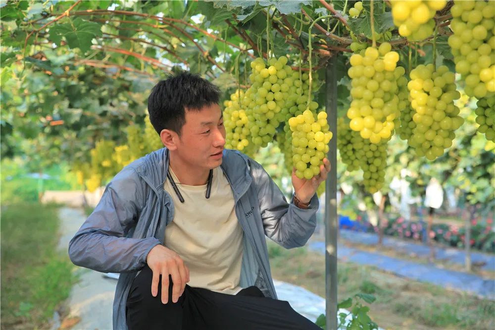 阳光玫瑰葡萄哪里最好种,种阳光玫瑰葡萄前景怎么样