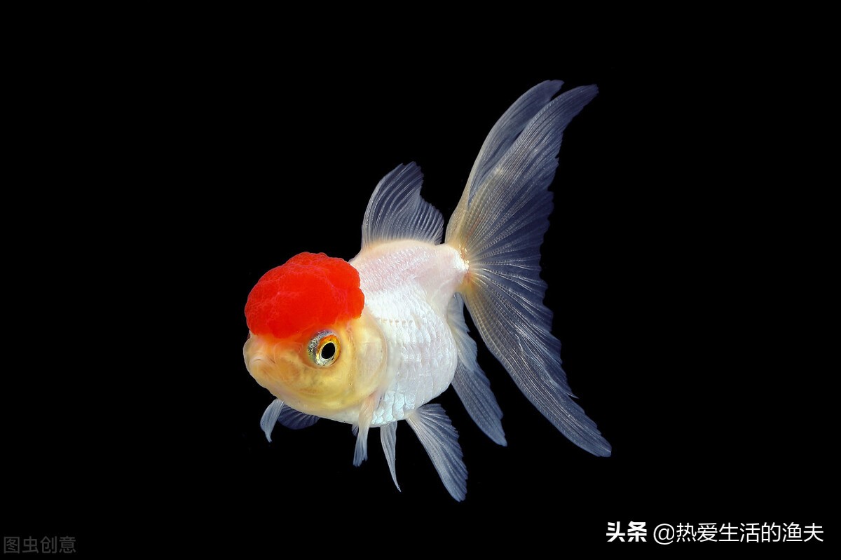 草金鱼身上有出血状红斑,金鱼身上有出血和炸鳞