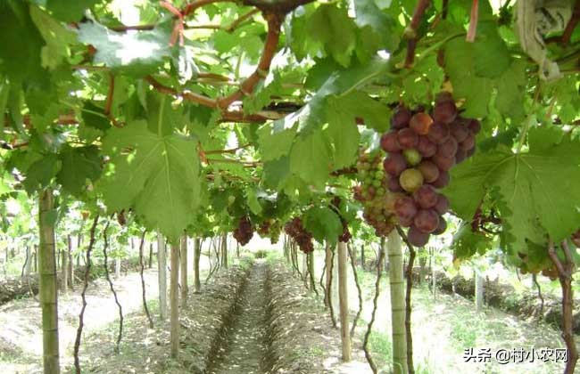葡萄种植户前景怎么样,葡萄种植前景与销路