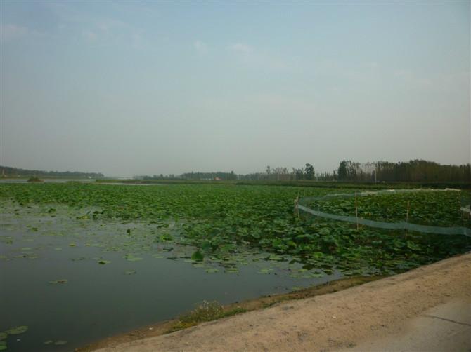 曹县魏湾镇各村姓氏分布,曹县魏湾地名