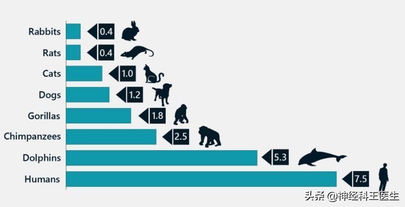 大脑总面积,大脑皮层面积