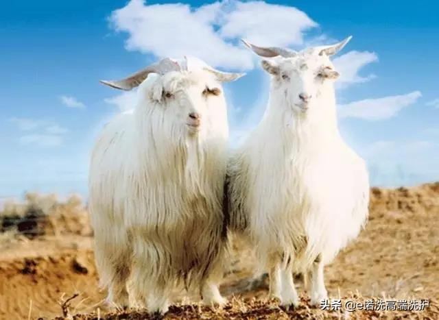 100支高支羊毛和羊绒的区别,克什米尔羊毛跟羊绒的区别