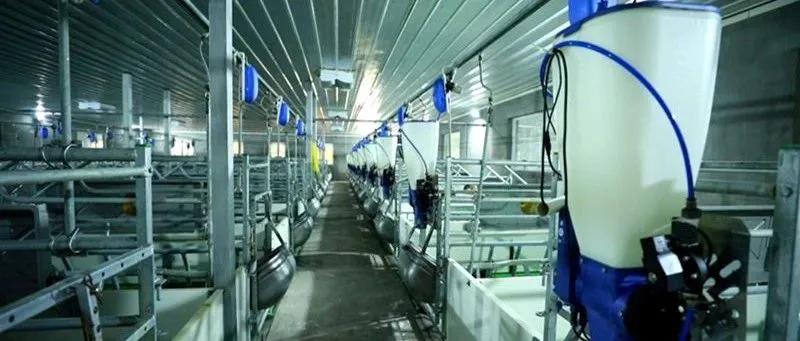 养猪创业农村,养猪小程序收益