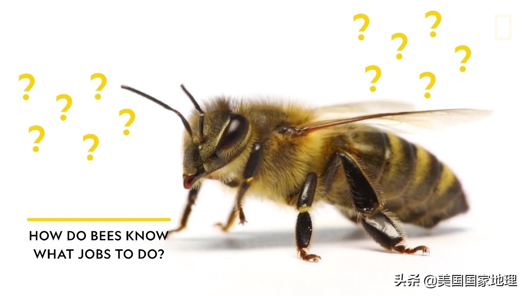 蜜蜂不为人知的小秘密,蜜蜂你不知道的秘密