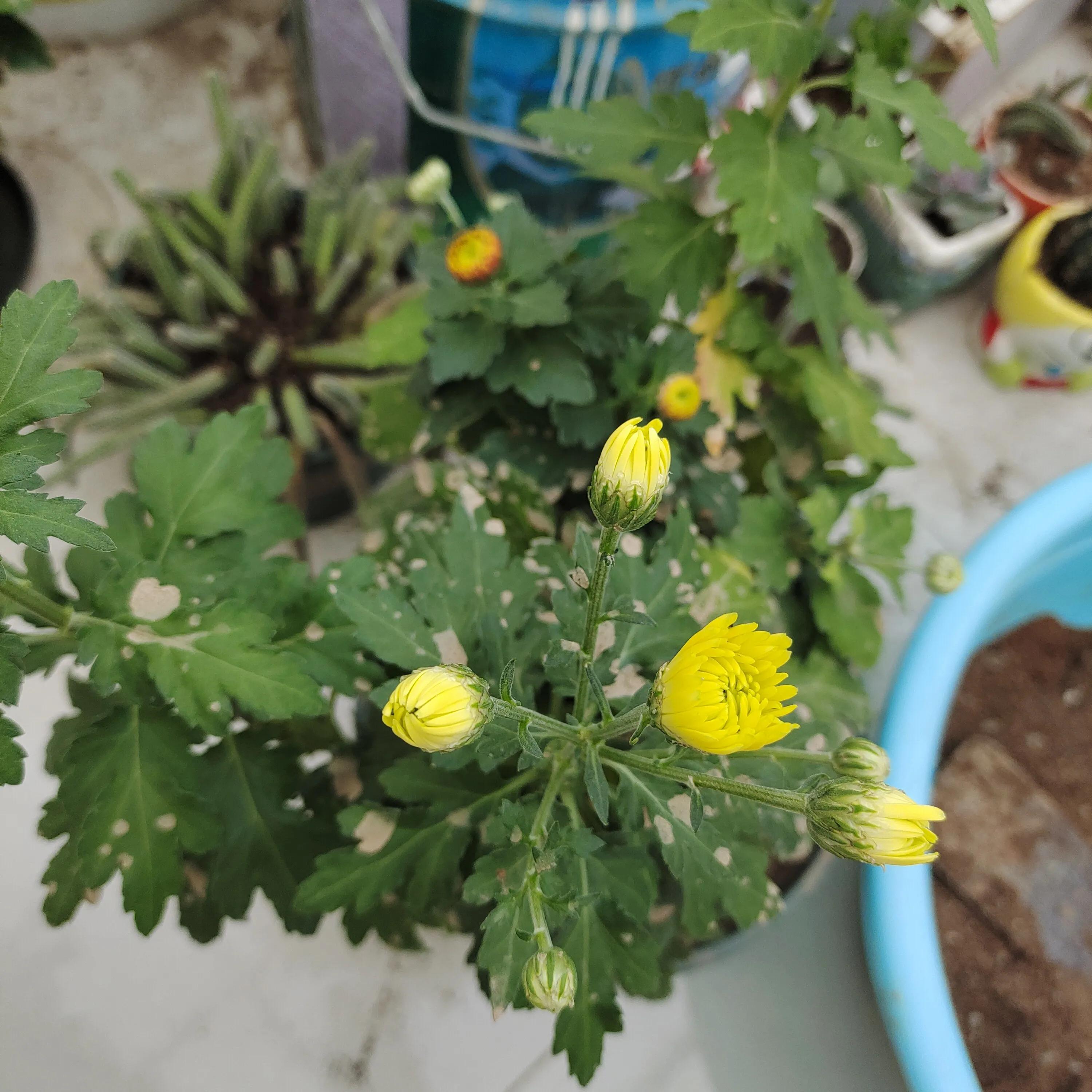 拼多多1元菊花苗,拼多多菊花花苗哪家强