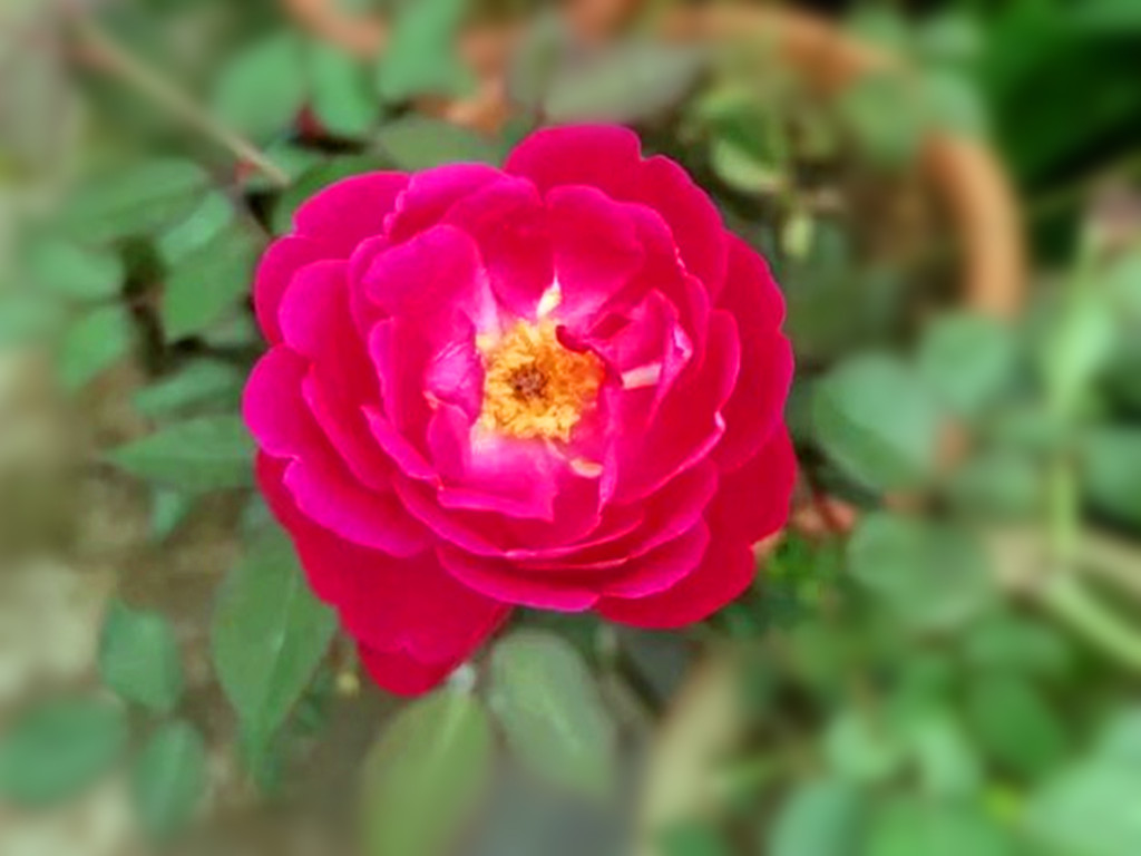 真正四季开花的月季花品种,四季开花月季十大品种