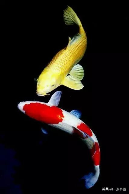 池中之仙，惊艳若此——锦鲤