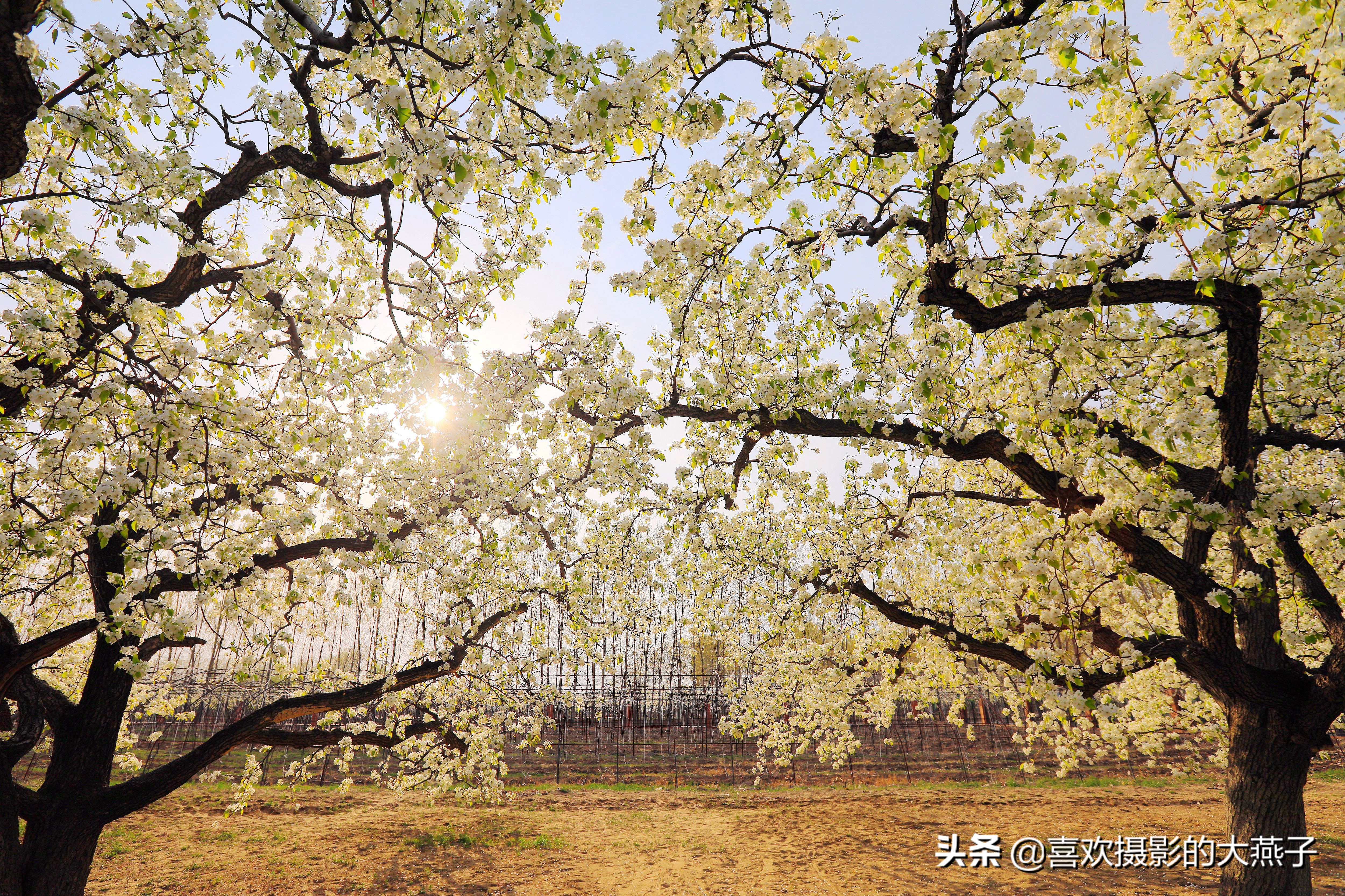 大兴万亩梨花园地点,北京大兴赏梨花具体位置