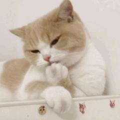 猫咪的八种习性图片,猫咪的七种性格