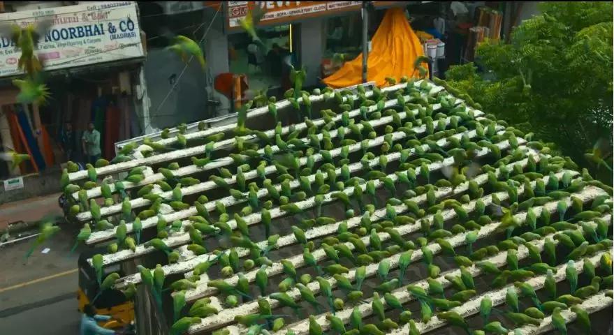 这部BBC纪录片一开播就拿下9.5高分，除了美更培养了孩子的世界观