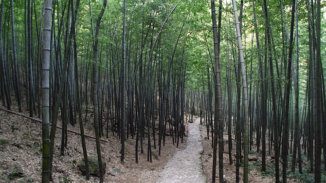 宜兴竹海山顶华南第一峰,宜兴华东第一竹海