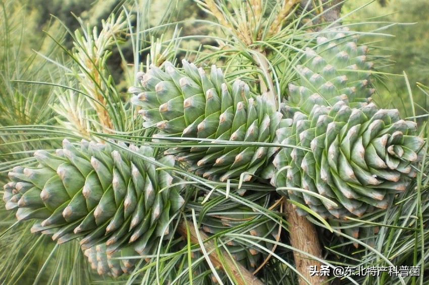 松子采摘的全过程,普通松树松子的采摘过程