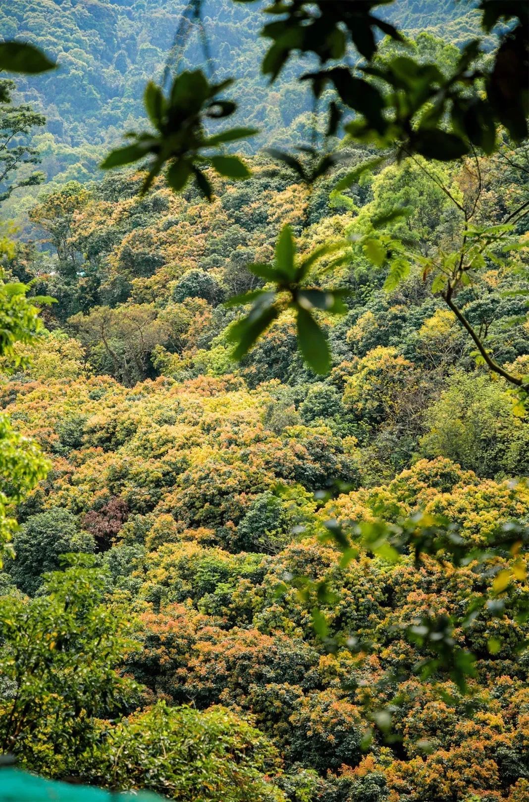放假在深圳能去哪里玩,放假了可以去深圳的哪些地方玩