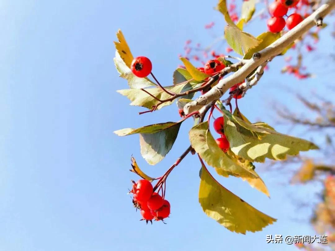 大连赏秋免费的地方,大连赏秋打卡地