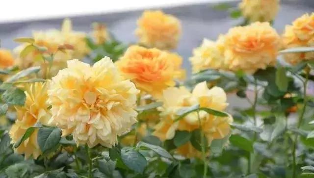 100种玫瑰的名字和图片,100种玫瑰品种科普你都认识吗