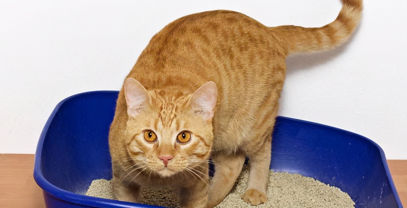 猫咪频繁扒猫砂是怎么回事,刚打扫完猫砂盆猫咪又拉了