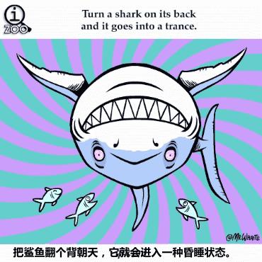 海洋中几乎无敌的大白鲨,真正的大白鲨和巨齿鲨的图片