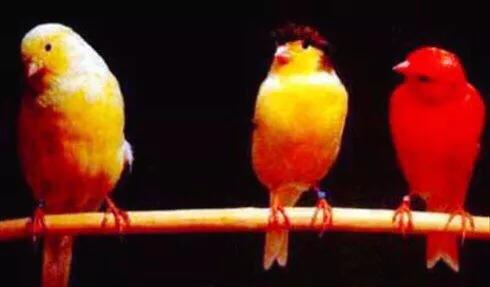 金丝雀鸟品种大全,金丝雀鸟图片及鸣叫
