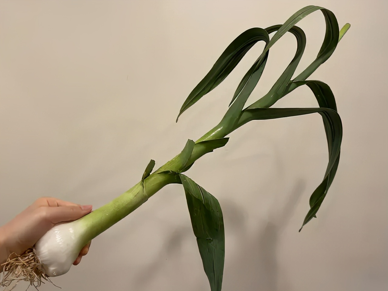 哈哈哈哈哈我笑到我家的狗偷开邻居家的车送我去精神病院