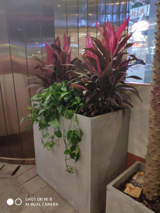 红朱蕉发芽了怎么养,红朱蕉怎么扦插