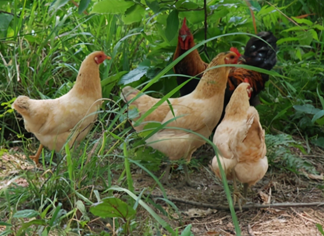 山上放养土鸡可节约什么,散养土鸡的老农