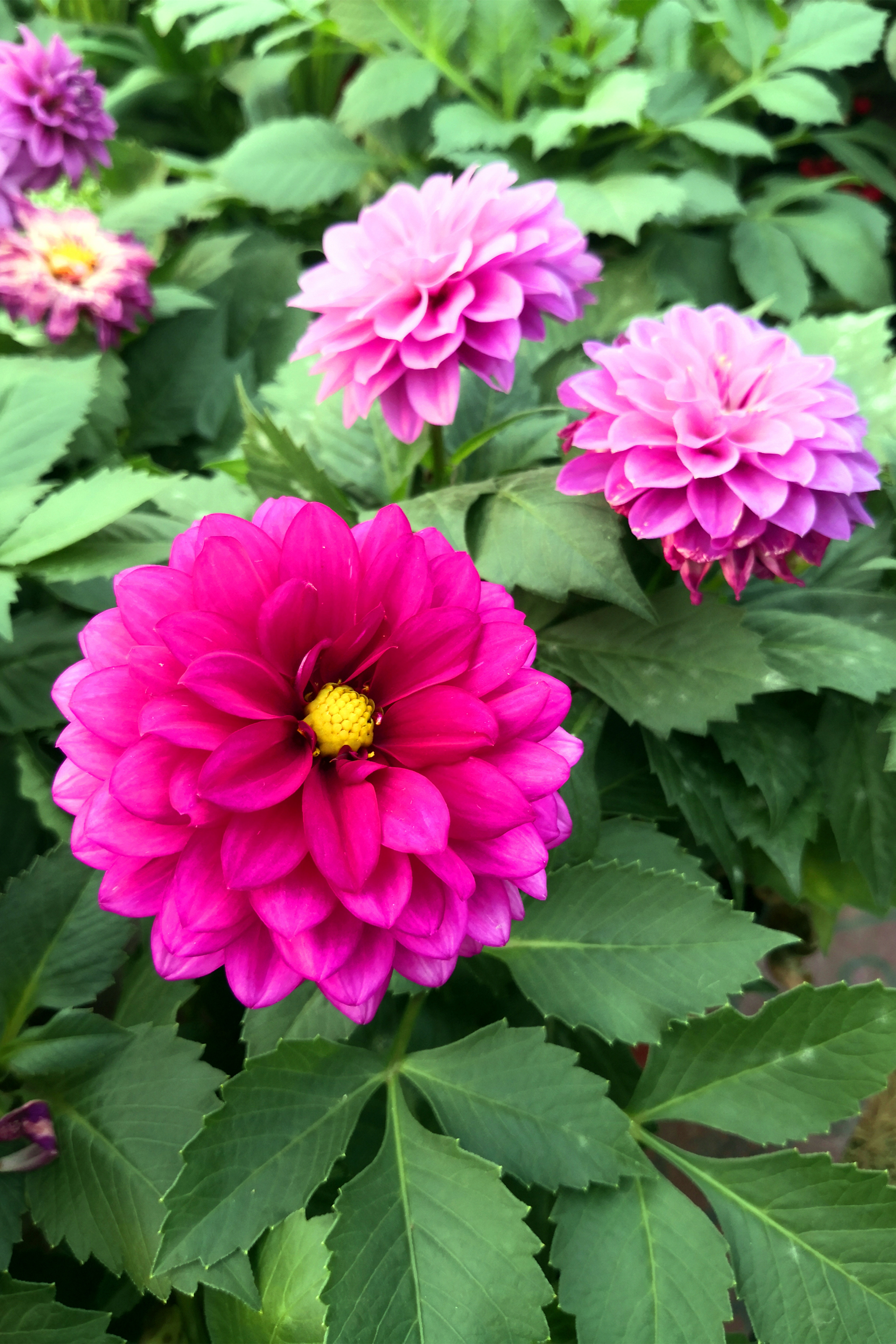 东营最大的花卉批发市场在哪里,东营地区哪里有花卉市场