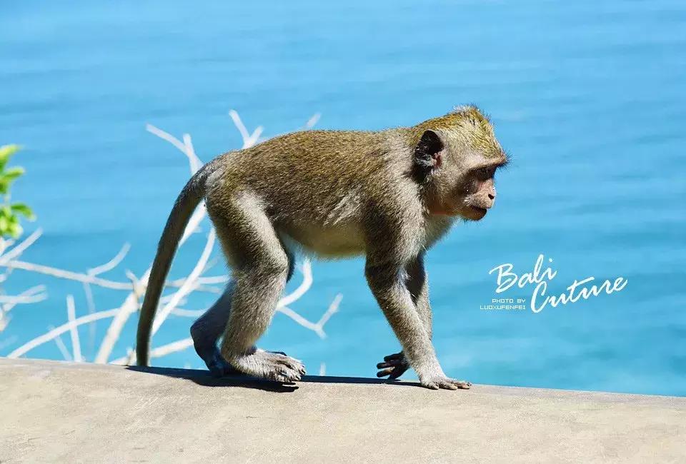 999玩转巴厘究竟嗨不嗨:香遇巴厘,南太平洋的风与海