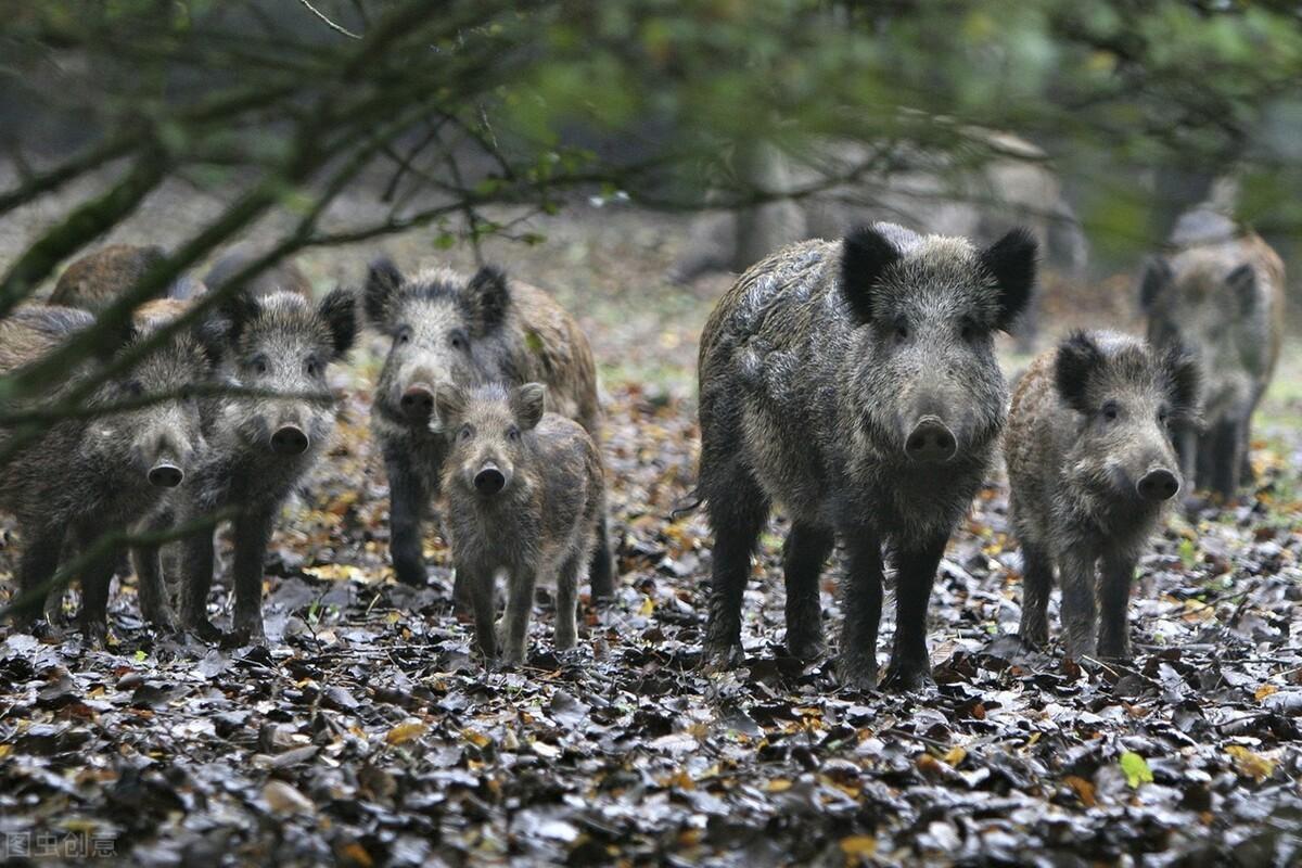 中国野猪都不够吃的为何泛滥成灾,中国野猪近年数量情况