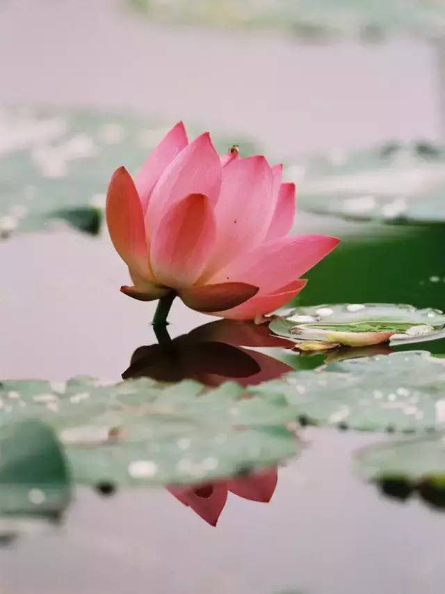 赏花时间表,赏花季节及图片