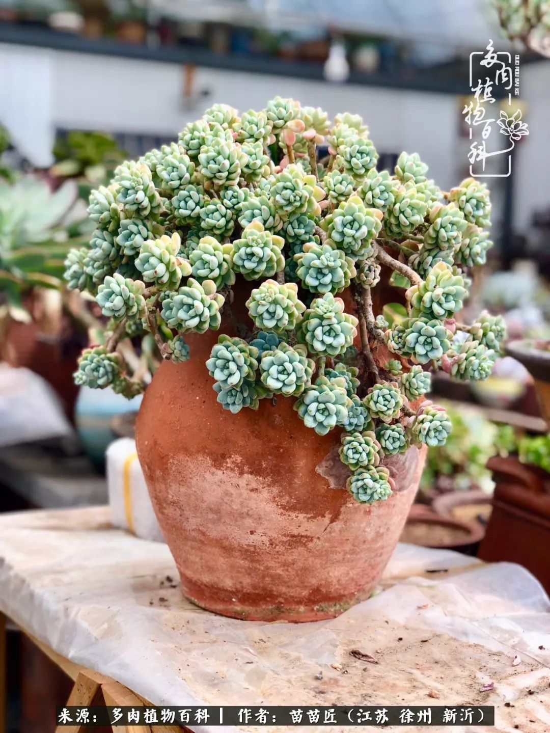 多肉之江湖：众肉友们，修仙渡劫几何了？