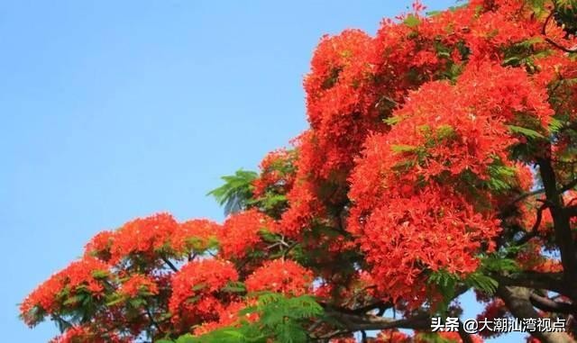 各市市花是哪些花呢,市花大全及其意义
