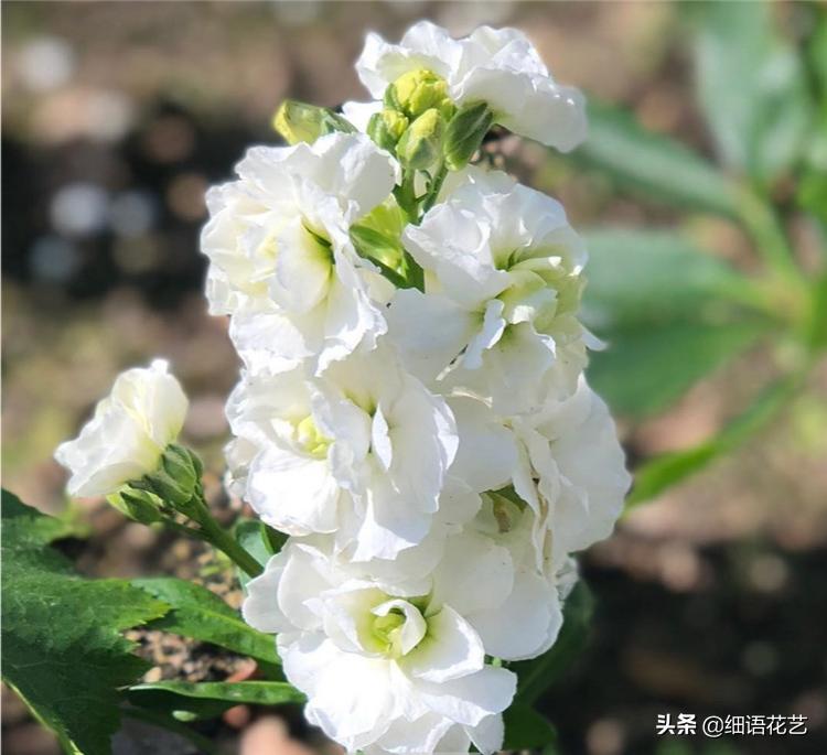 紫罗兰为什么是最尊贵的,拿破仑最喜欢的紫罗兰花