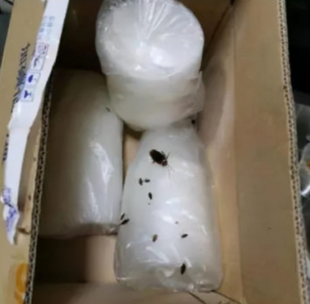 女子网购衣服被赠蟑螂,一女子购买冬装出现蟑螂卵