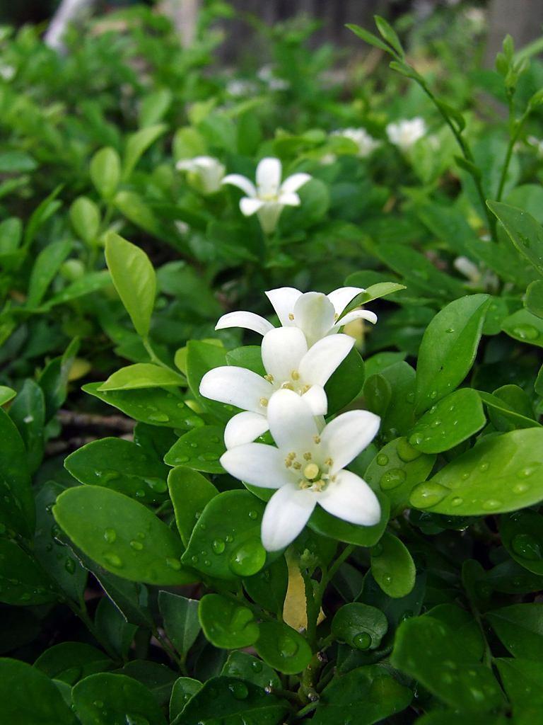 家中九里香树的养护方法,九里香树怎么养才能开花