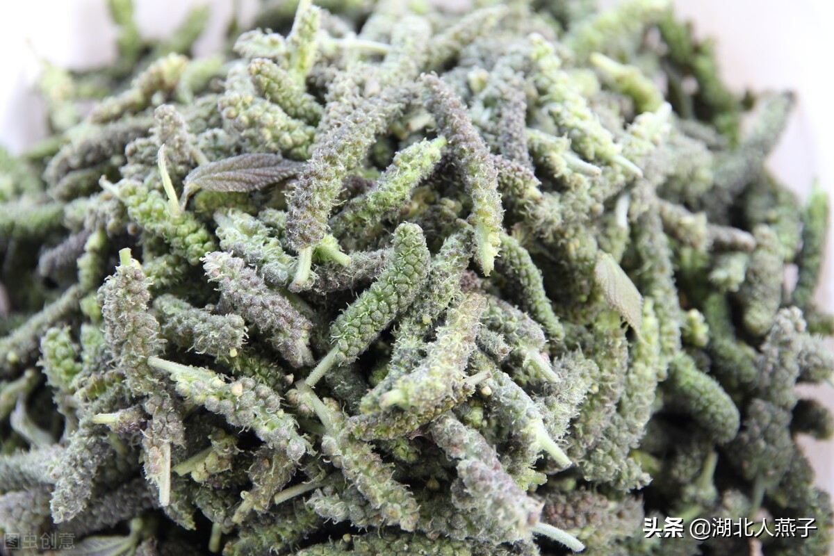 常见野菜的种类和图片大全 (各种野菜大全带图片)