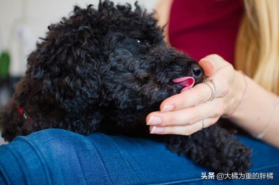 舔了狗狗的舌头会怎么样,贵宾犬为什么不舔人