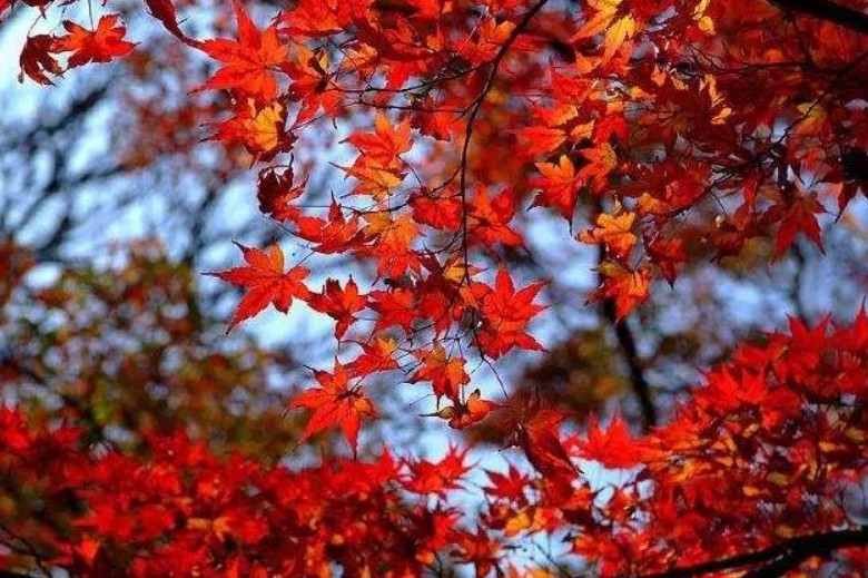 国内关于巴西足球青训的研究现状,巴西青训天才