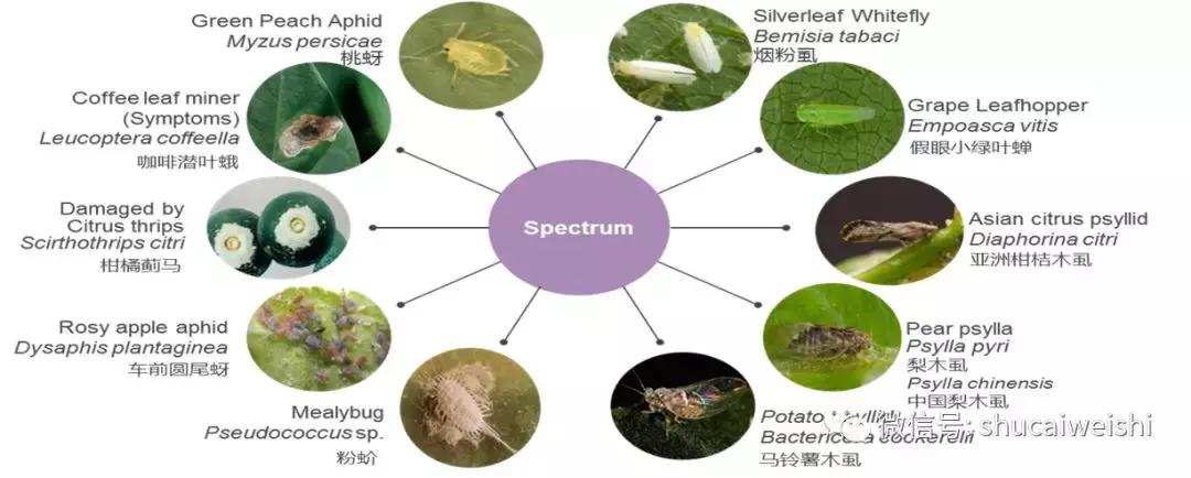 拜耳消杀白粉虱,拜耳治白粉虱特效药